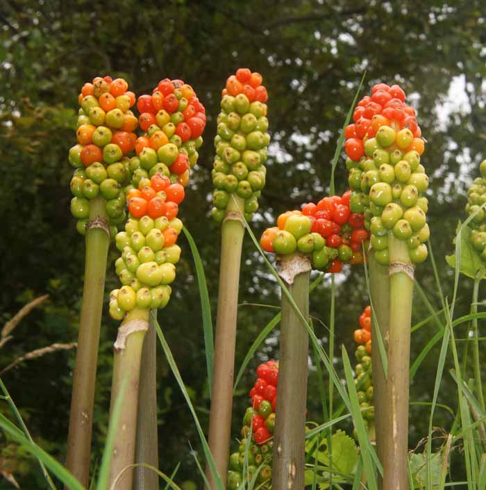 gevlekte aronskelk Arum maculatum