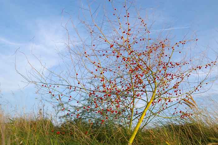 asperge bessen Asparagus officinalis