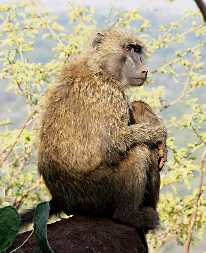 baviaan Papio Ethiopië