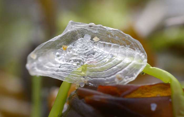 bezaantje Velella velella
