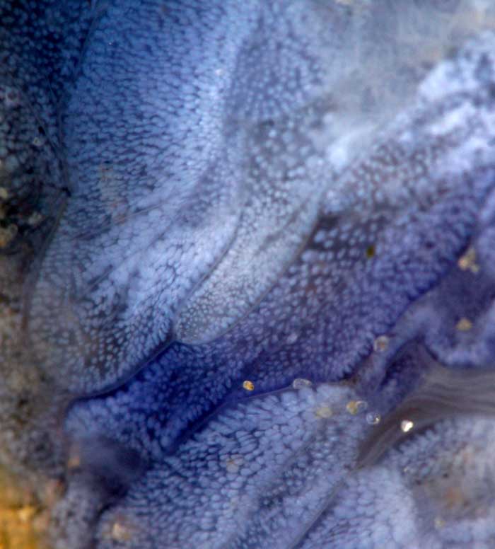 Blauwe haarkwal blauw Cyanea lamarckii