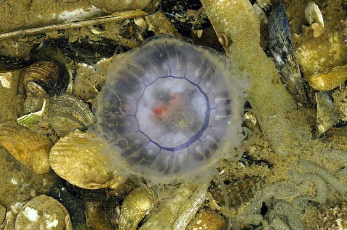 blauwe haarkwal Cyanea lamarckii poliepen