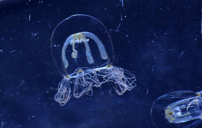 Bougainvilia kwalletje