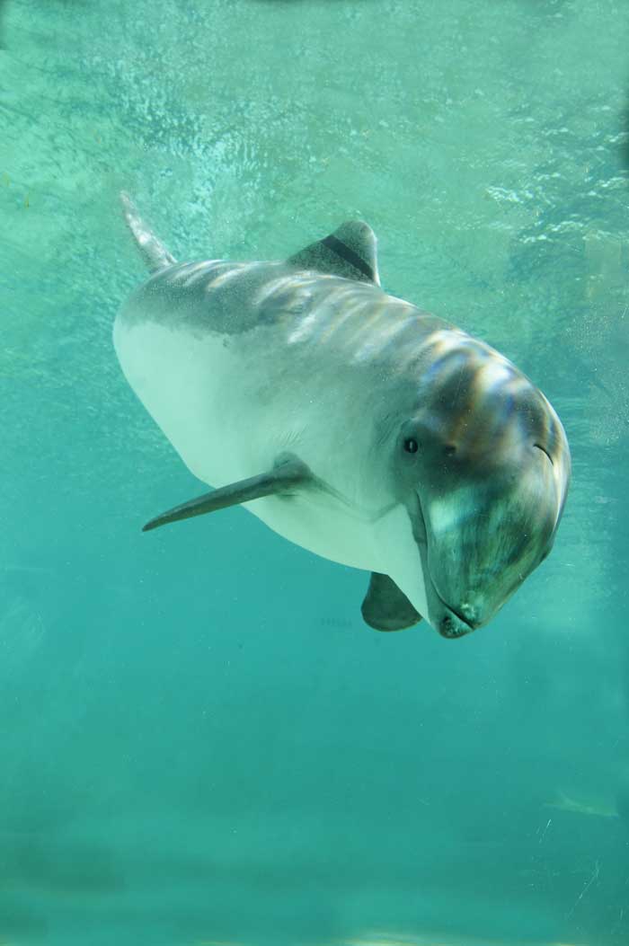 bruinvis Phocoena Texel Ecomare walvisachtigen zeezoogdieren