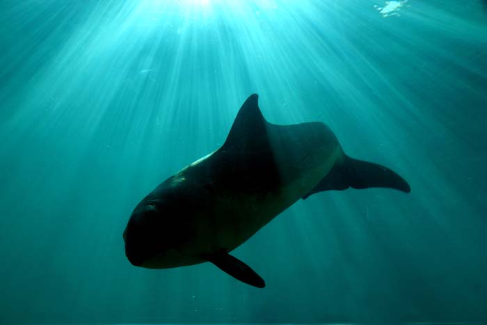 bruinvis Phocoena Ecomare Texel zeezoogdieren walvisachtigen