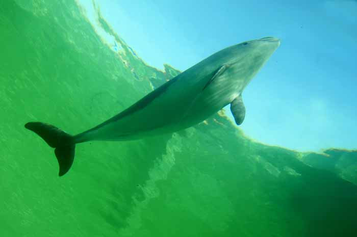 bruinvis, walvisachtige zeezoogdier Ecomare Texel Phocoena