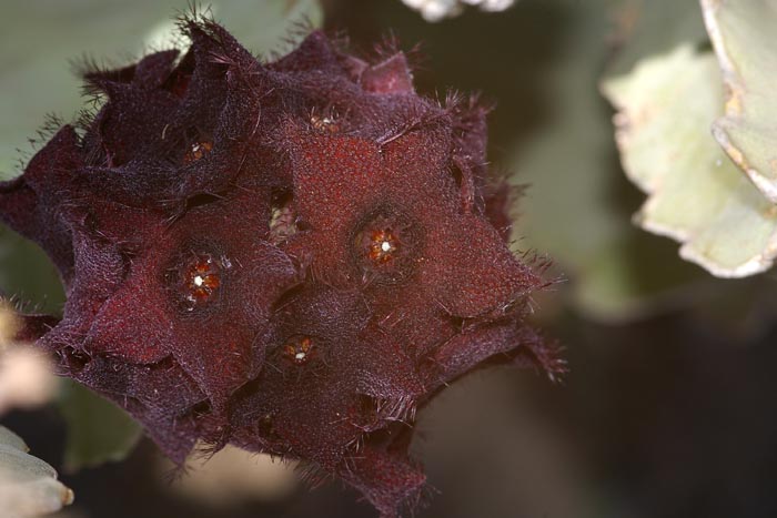 Caralluma Ethiopië woestijn