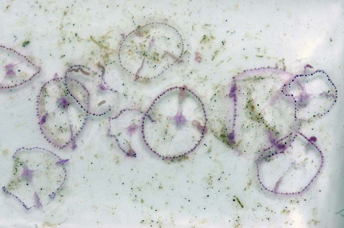 Cosmetira pilosellamitro