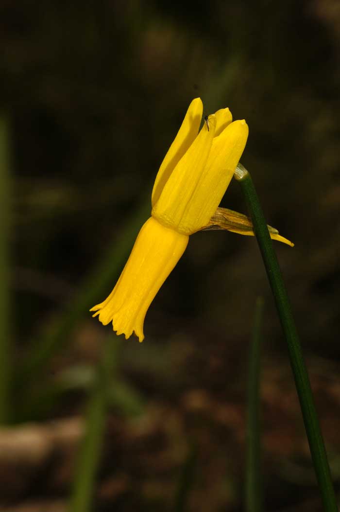 moerasnarcis Narcissus cyclamineus