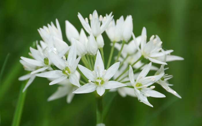 daslook Allium ursinum