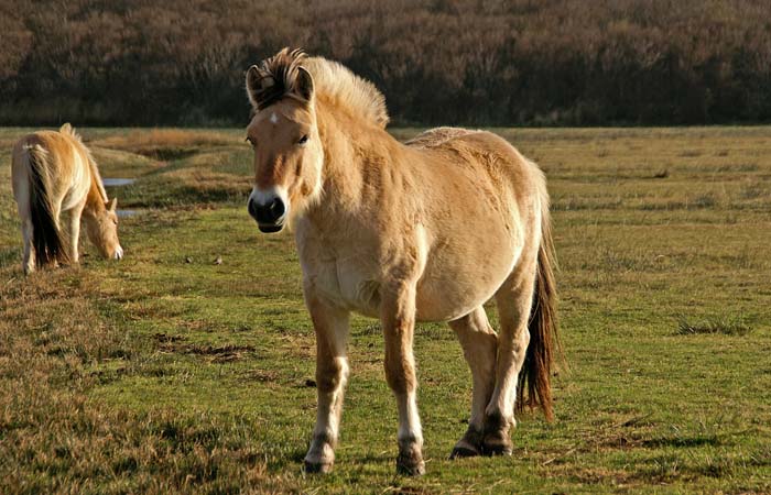 zoogdieren, vee, grazers, pony, Ijslandse pony, natuurgrasland, Alloo, Texel