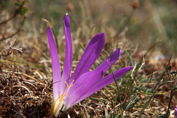 Merendera montana Spanje Galicië
