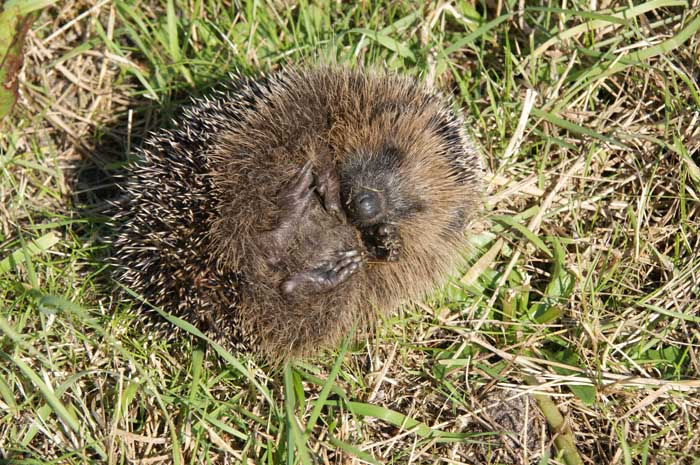 egel Erinaceus europaeus