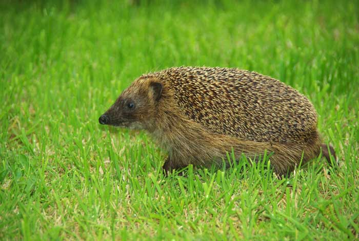 egel Arinaceus europaeus