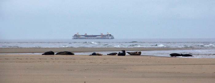 grijze zeehond Razende Bol Texelstroom veerboot Halichoerus grypus