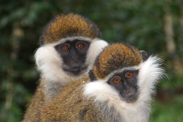 groene meerkat apen Ethiopië Chlorocebus aethiops
