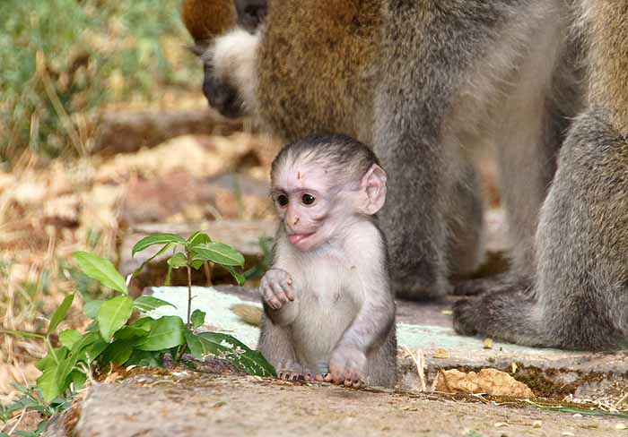 jong aapje groene meerkat Chlorocebus aethiops Ethiopië