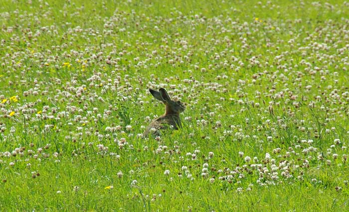 haas Lepus europaeus klaver