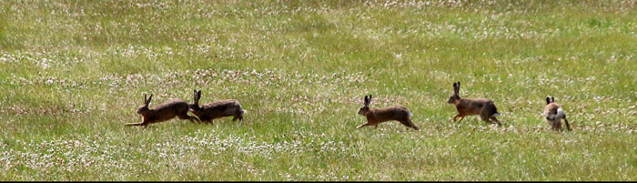 haas Lepus europaueus
