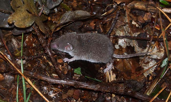 huisspitsmuis Crocidura russula Texel