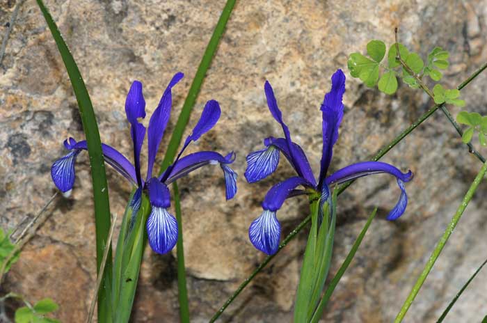 Iris graminea Galicica Macedonië