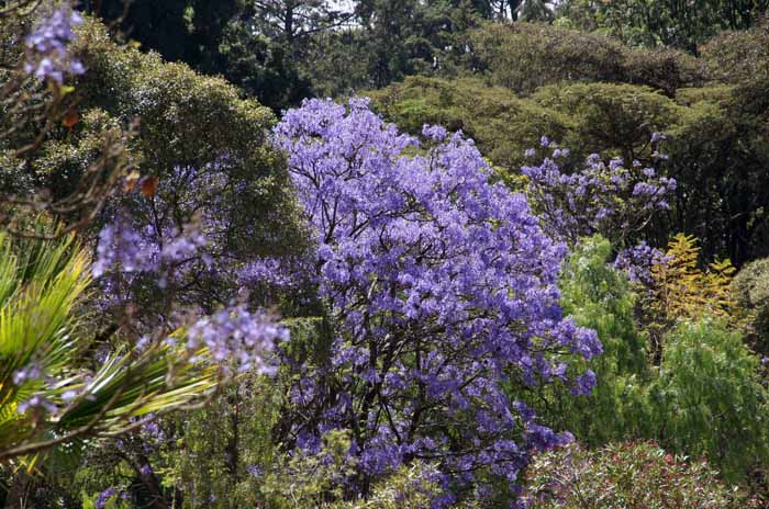 Jacaranda .Wwondoguenet Ethiopië