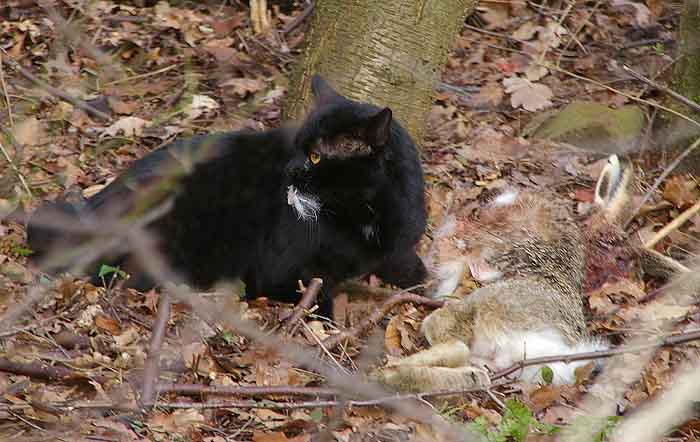 huiskat verwilderd poes Felis silvestris catus Texel prooidier haas
