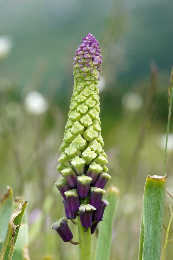 kuifhyacint Muscari comosum Lefada Lefkas