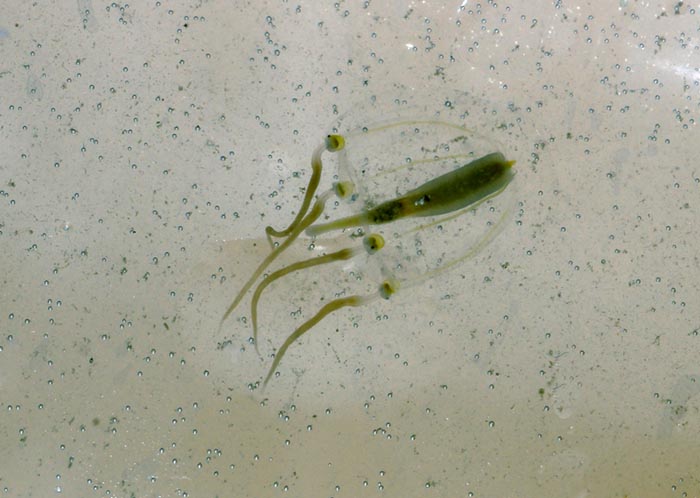 klepelklokje Sarsia tubulosa