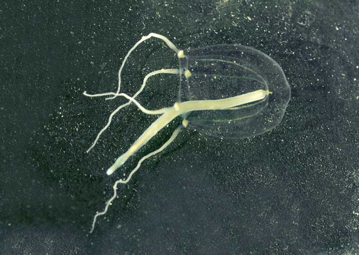klepelklokje Sarsia tubulosa