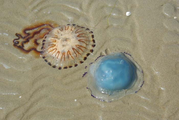 kompaskwal zeepaddestoel Rhizostoma pulmo Chrysaora hysoscella