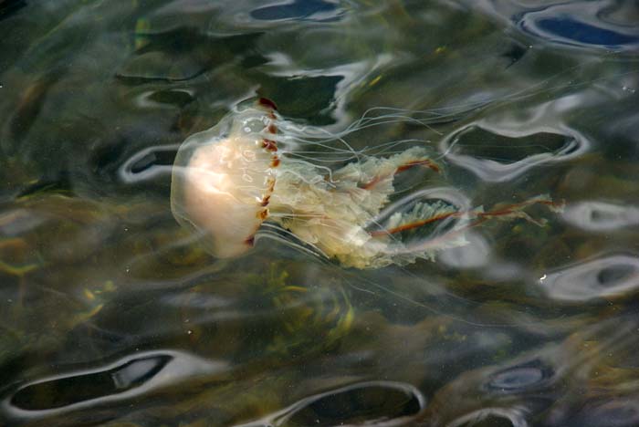 kompaskwal Chrysora hysoscella