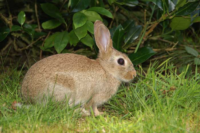 konijn Orycto;agus caniculus