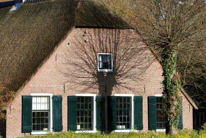 Maartensdijk knotwilg
