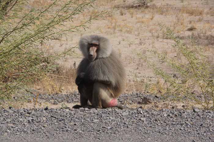 mantelbaviaan bavianen apen Ethiopië