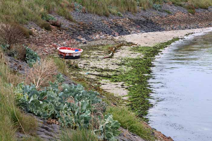 Texel Zandkes zeekool museumdijk