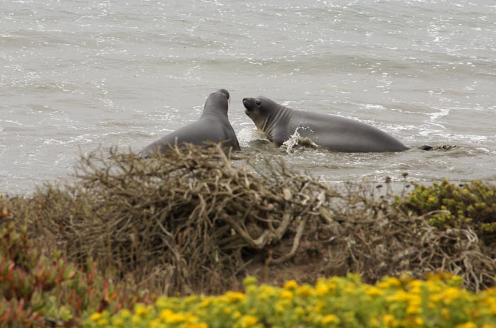 noordelijke zeeolifant Point Lobos Mirounga angustirostris Californië