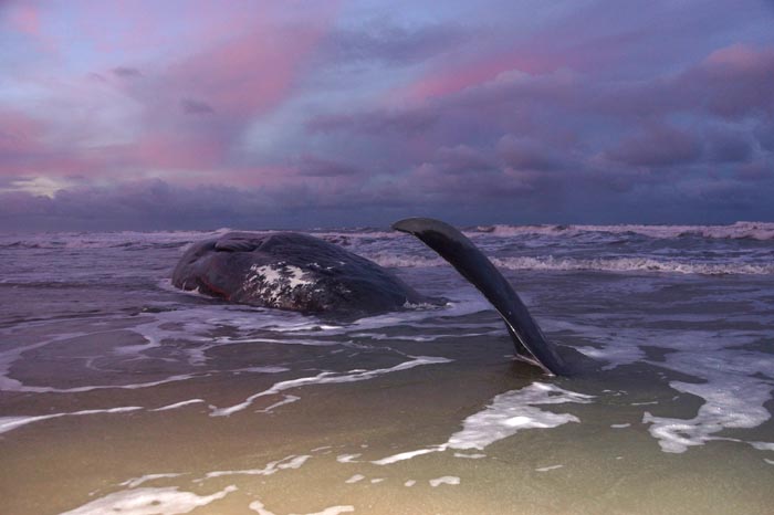 walvisstranding potvis Texel Physeter macrocephalus