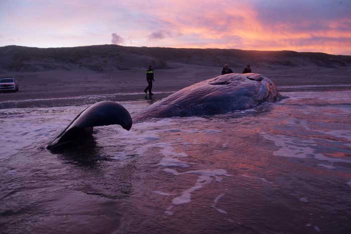 potvis walvisstranding Physeter macrocephalus Texel