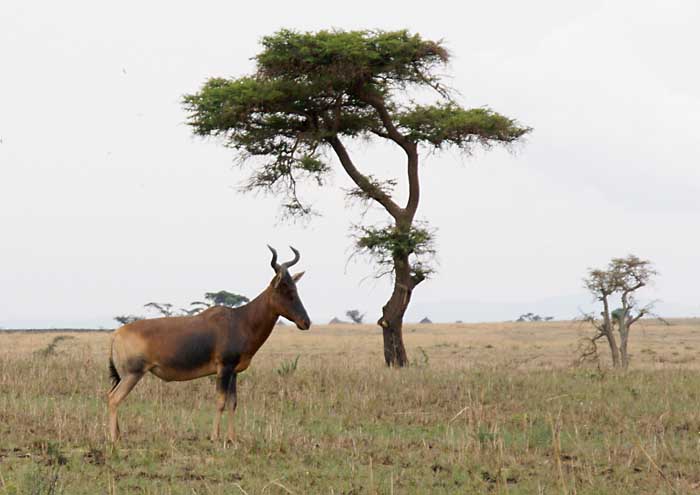 Swaynes hartebeest Alcelaphus bucelaphus swaynei Ethiopië Nechi Sar