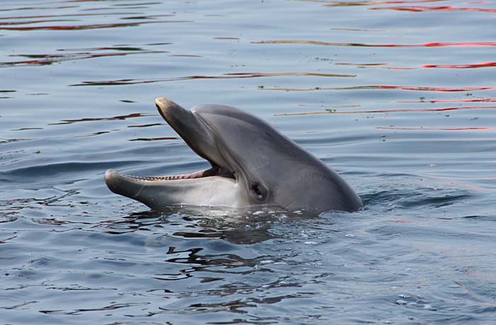 tuimelaar dolfijn dolfinarium Harderwijk Tursiops truncata