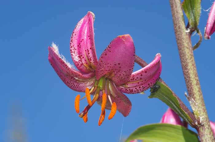 turkse lelie, Lilium martagon, Zwitserland, bergflora