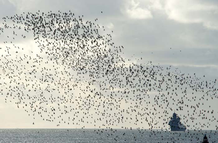 vogels, wadvogels, Marsdiep, Texel, waddengebied