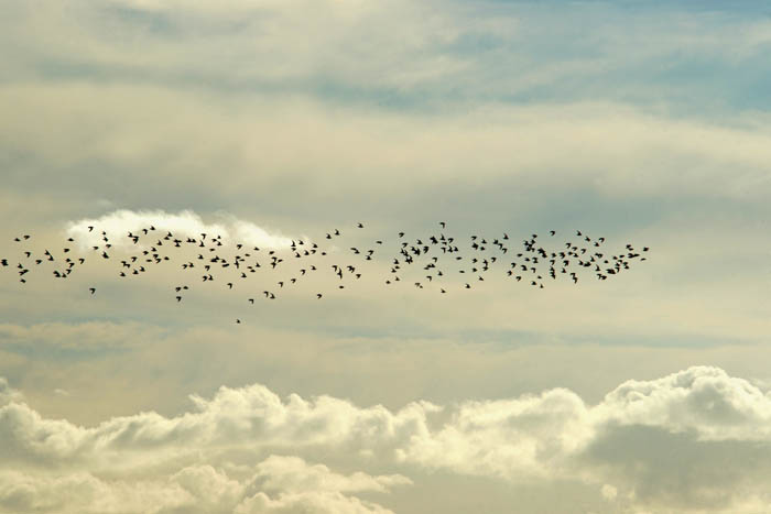 vogels, wadvogels, Texel, waddengebied