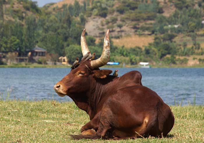 Watusirund oxpecker Bos taurus Ethiopi