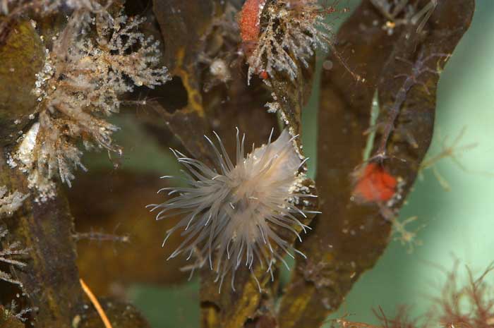 weduweroos Sagartiogeton undatus haven Oudeschildtu