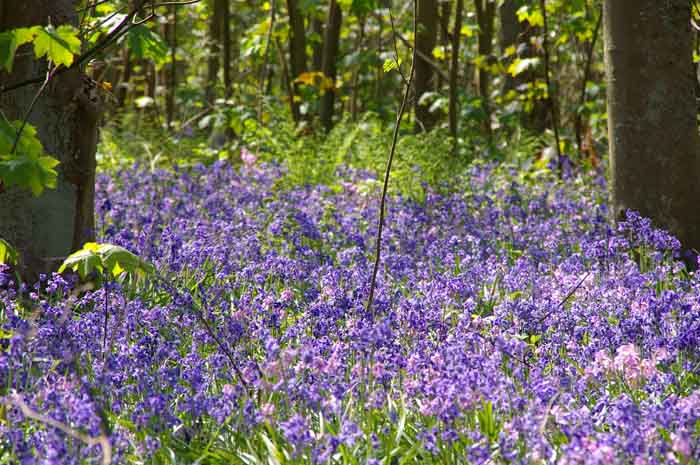 wilde hyacint boshyacint Scilla non-scripta Hyacinthoides non-scripta, Texel stinsenflora