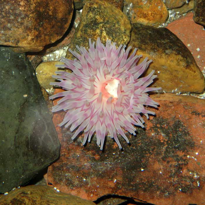 zeeanemoon, zeedahlia Urticina felina Ecomare