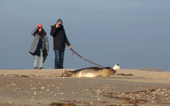zeehond strand hond Phoca vitulina