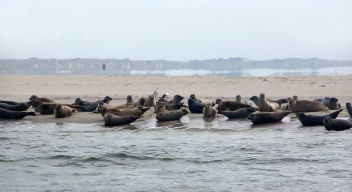 zeehond waddenzeehond Razende Bol Noorderhaaks Texel